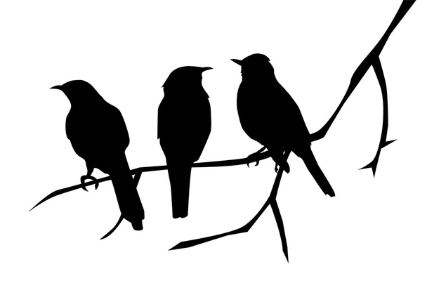 Vögel - Vektor, Bild