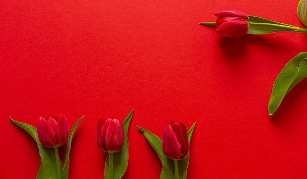 Frisch geschnittene Tulpen auf rotem Hintergrund. Schöne Dekoration der Wohnung. Perfekte Blumen für Vasen. Frühlingsboten. Grüne Blätter und Stängel. auf den Tisch gelegt. - Foto, Bild