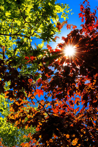 nízký úhel pohledu na barevné listy stromu  - Fotografie, Obrázek