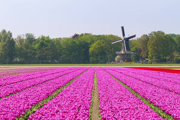 Bellissimo mulino a vento del keukenhof vicino a Lisse nei Paesi Bassi in primavera con campi tulipani
 - Foto, immagini