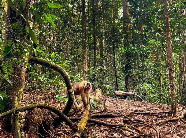 Babuino en el Parque Nacional Bukit Lawang en Sumatra
 - Foto, Imagen