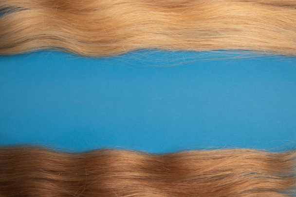 The texture of brown and blond hair. Barber banner. Blue background. - 写真・画像