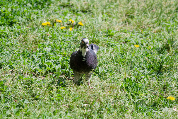 Pombo-pássaro na grama verde à procura de comida
 - Foto, Imagem