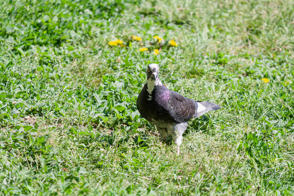 Paloma pájaro sobre hierba verde en busca de alimento
 - Foto, Imagen