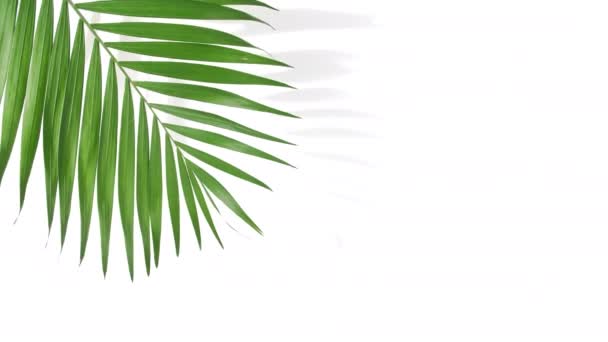 Motion of tropical palm leaves - Felvétel, videó