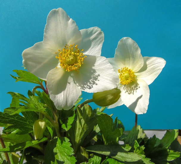 Mavi arkaplanda beyaz anon çiçekleri - Fotoğraf, Görsel