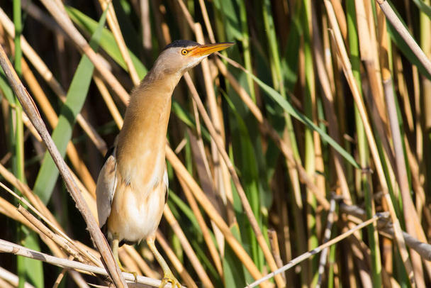 Little Bittern, Ixobrychus minutus. The male bird is sitting in the reeds on the river bank. - Foto, afbeelding