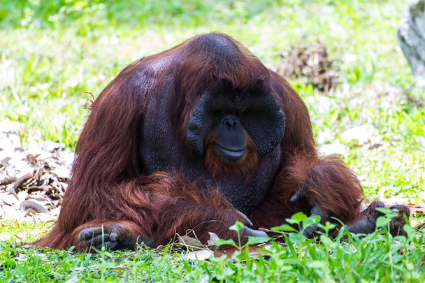 Взрослый самец орангутанга в зоопарке Чиангмай, Таиланд
 - Фото, изображение