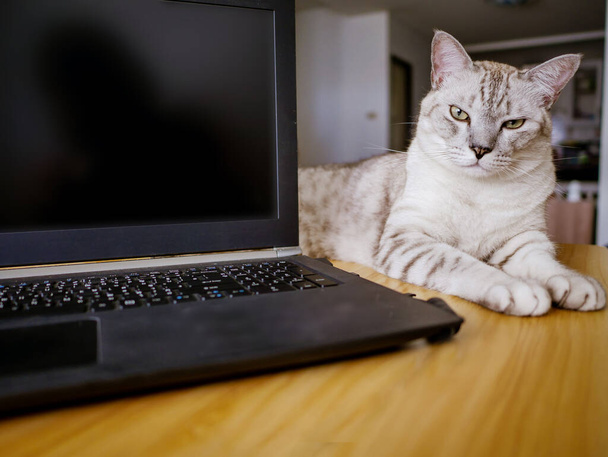 Bilgisayar dizüstü bilgisayar ve sinir bozucu kedi, ev konseptinden çalışıyor. - Fotoğraf, Görsel