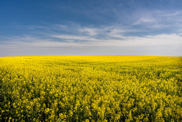 Kukorica- vagy repcemag-ültetvény mezőgazdasági tájképe  - Fotó, kép