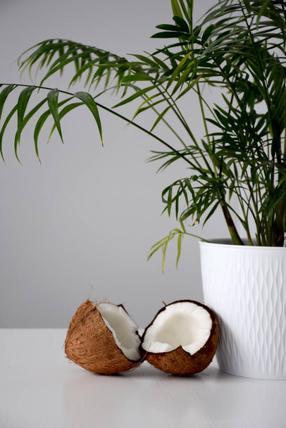 Σπασμένη καρύδα κοντά στο σπίτι φυτό φοίνικα σε μια λευκή κατσαρόλα σε ένα λευκό τραπέζι την ώρα της ημέρας - Φωτογραφία, εικόνα