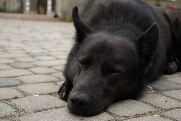 Der schwarze Hund schläft im Hof - Foto, Bild