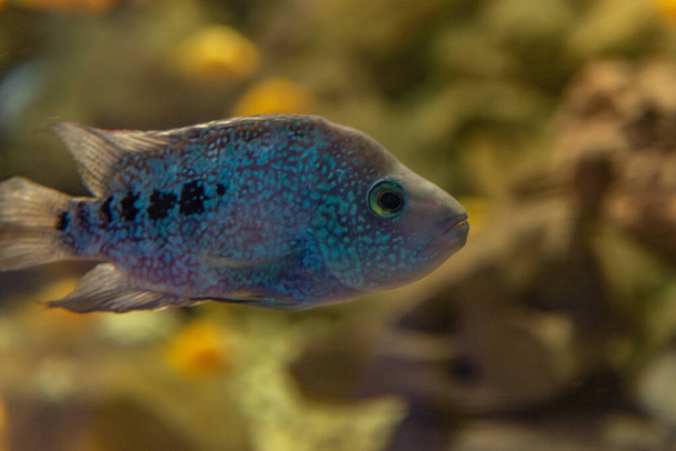 Herichthys carpintis ( Green Texas cichlid ) freshwater aquarium fish. - Photo, Image