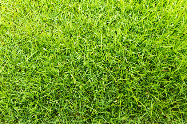 Trawa zielona - Zdjęcie, obraz