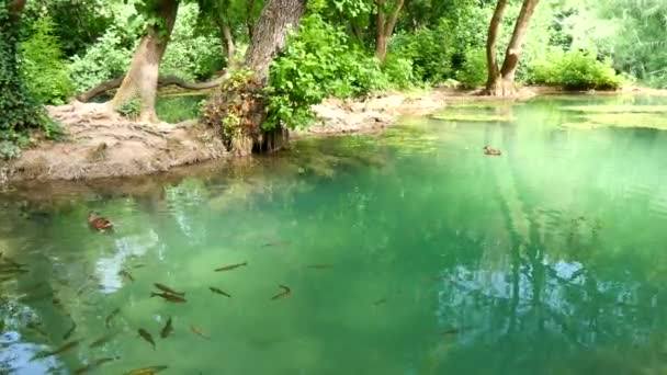 Ein Schwarm Fische schwimmt in den Gewässern des Flusses Krka im Nationalpark Krka, Kroatien. Ein Schwarm Fische und Enten schwimmt im smaragdgrünen See mit klarem Wasser, im Teich oder Fluss des Nationalparks Krka. - Filmmaterial, Video