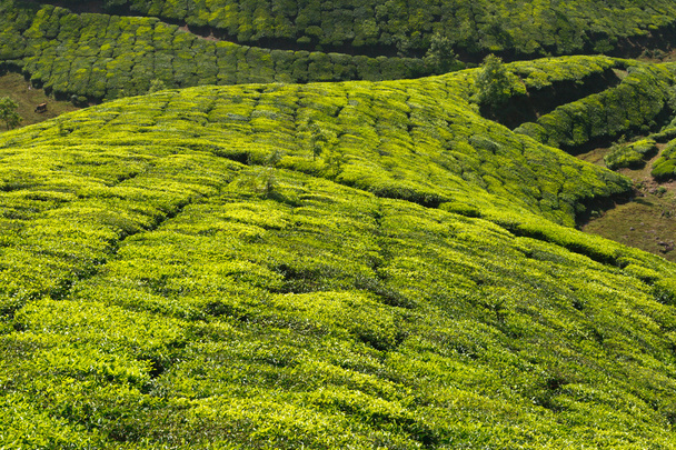 Tea plantations - Fotó, kép