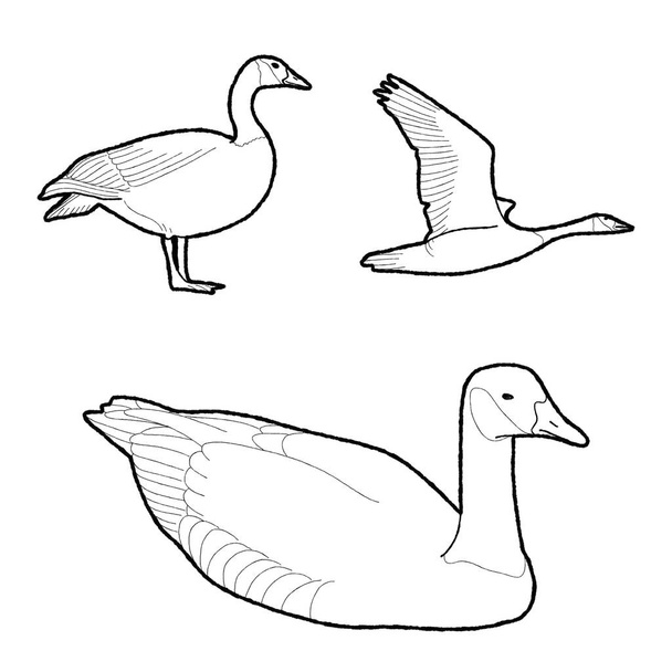 Canadá Goose Vector ilustração mão desenhado animal desenhos animados arte
 - Vetor, Imagem