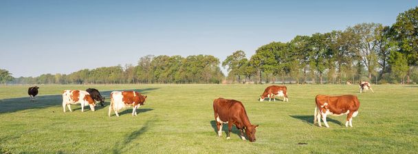 κόκκινες ή καφέ κηλίδες αγελάδων σε εαρινό λιβάδι νωρίς το πρωί κοντά σε δέντρα στην ολλανδική επαρχία Ουτρέχτης στις Κάτω Χώρες - Φωτογραφία, εικόνα