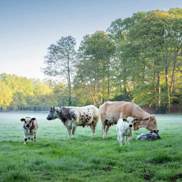 牛と子牛の牧草地霧の早い春の朝の牧草地の牧草地ウルトレヒト近くのオランダの森の隣 - 写真・画像