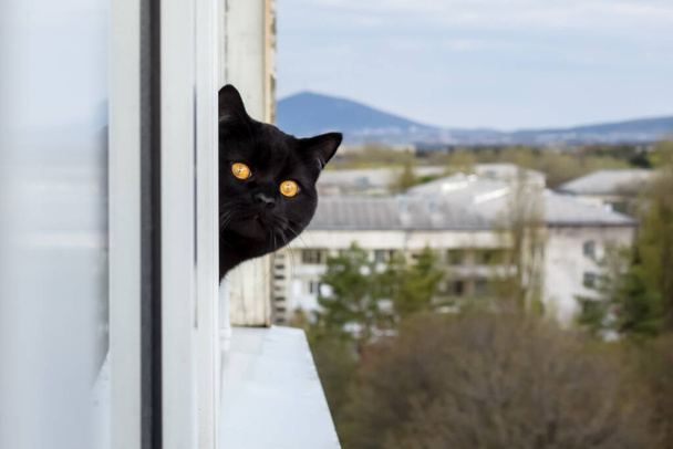Een trieste kat gluurt uit een raam op een balkon van een gebouw met meerdere verdiepingen. Onderwerp: quarantaine, je mag het huis niet verlaten. - Foto, afbeelding