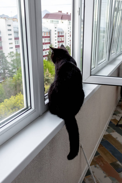Eine schwarze Katze sitzt auf einem Fensterbrett und blickt aus dem offenen Fenster eines mehrstöckigen Gebäudes. Auf dem Foto - eine Katze von hinten mit Schwanz. - Foto, Bild