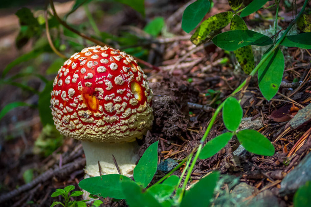 Amanita muscaria. The slugs ate the holes on the mushroom's hat, so the mushroom looks like an emoticon. - Photo, Image