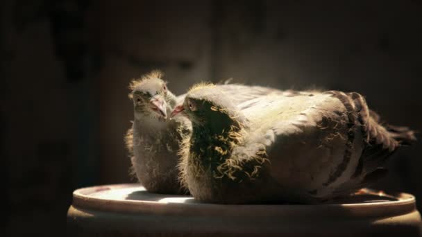 bébé pigeon de retour dans le grenier de reproduction
 - Séquence, vidéo