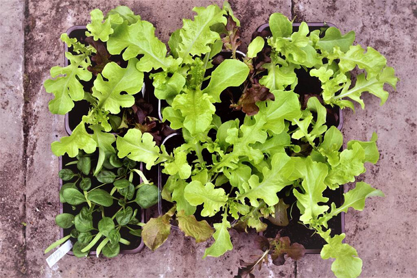 Salade kweken uit zaad is makkelijk. Het gebruik van gerecycleerde champignonverpakkingen is ideaal, omdat het grondstoffen bespaart en kunststofafval en stortplaatsen vermindert.. - Foto, afbeelding