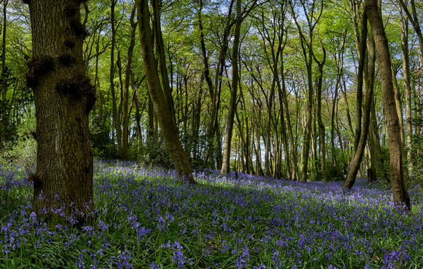 Les ukazující modřiny kvetoucí na jaře v Chiltern Hills, Anglie - Fotografie, Obrázek