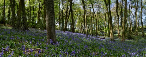 Panoramatický pohled na lesy ukazující pěšinu a kvetoucí modříny na jaře v The Chiltern Hills, Anglie                              - Fotografie, Obrázek