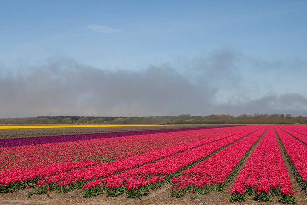 Tulipanes rojos holandeses en el campo. Cielo colorido y azul
 - Foto, Imagen