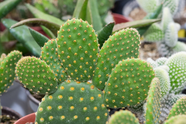 plantes en pot épineuses, plantes du désert, divers cactus - Photo, image