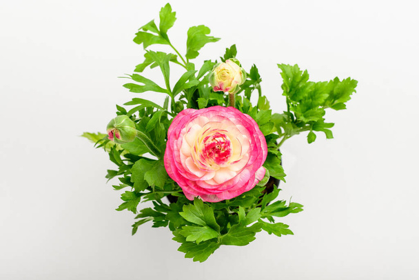 Vista superior de delicada flor vívida rosa y blanca y hojas verdes borrosas de la planta de Ranunculus comúnmente conocida como buttercup, spearwortandwater crowfoot en una olla de jardín aislada en una mesa blanca
 - Foto, Imagen