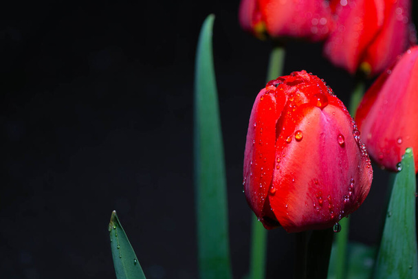 Beautiful red tulips with leaves on a dark background. - Photo, image