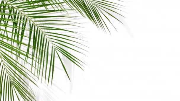 Motion of tropical palm leaves - Metraje, vídeo