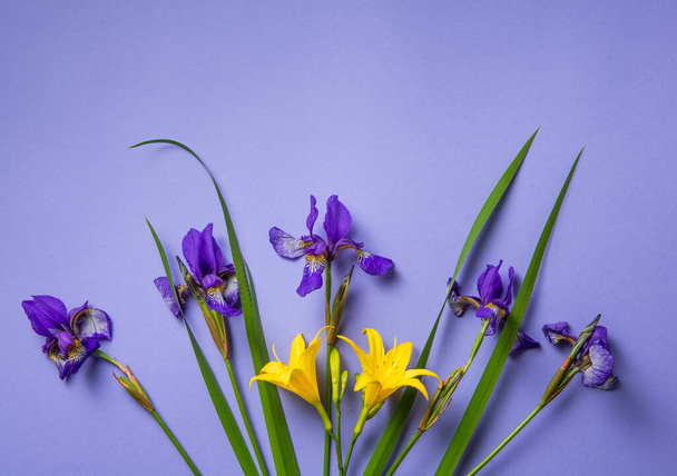 Zomer onderwerp fotografie. Paarse irisbloemen op een paarse achtergrond - Foto, afbeelding