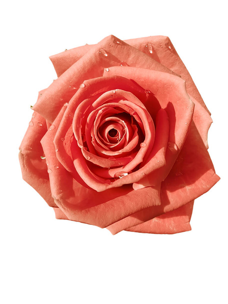 rose fleur isolée sur fond blanc - Photo, image