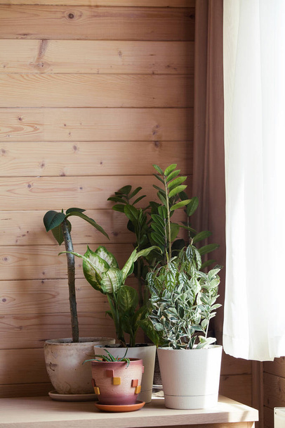 Colección de varias plantas de interior en diferentes macetas. Dieffenbachia en maceta, aloe vera, zamioculcas y frangipani sobre fondo de madera en día soleado
 - Foto, imagen