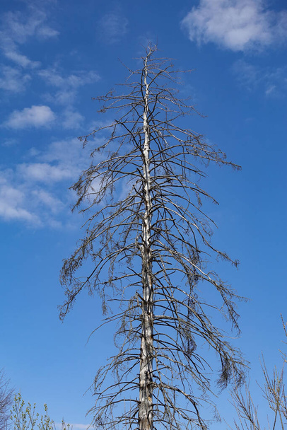Magányos, száraz fa a kék ég ellen - Fotó, kép