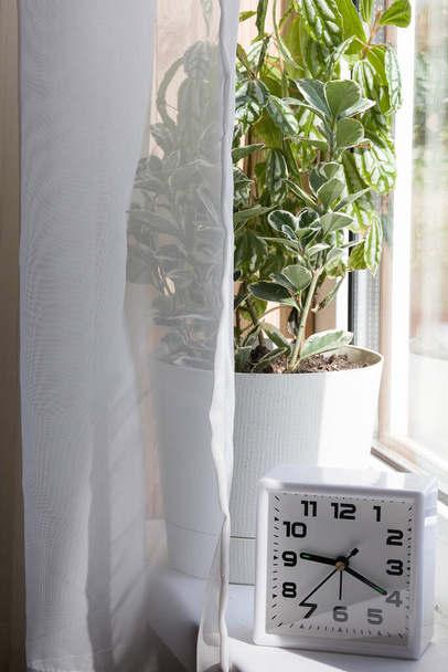 houseplant in white flower pot and clock near the window with curtains on sunny day - Foto, immagini