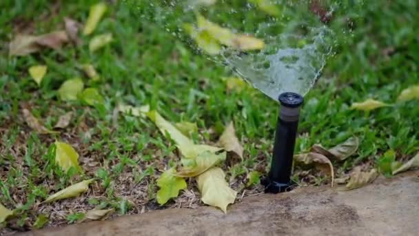 Springer öntözés fű a kertben - Felvétel, videó