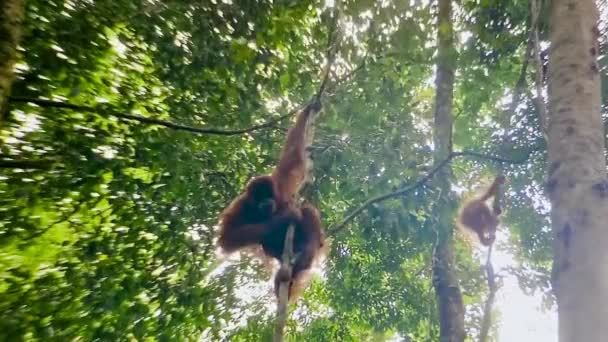 Orangutan in Bukit Lawang National Park in Sumatra - Кадри, відео
