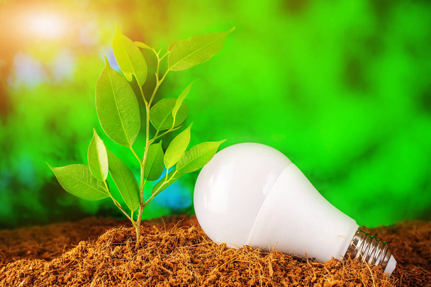 Environment Day, Earth Day. LED light bulb and a young plant in the soil against a background of greenery. Bright sunshine. The concept of energy saving in nature, sustainability. - Photo, Image