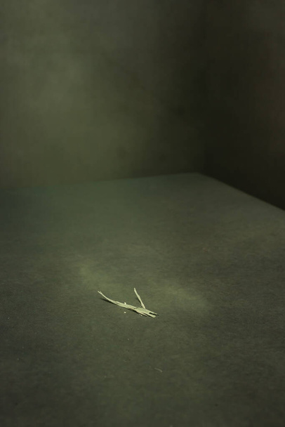 Piece of dried grass leaf lying in grey empty space. - Foto, Imagen