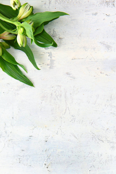 White flower buds on a textured light background. Copy space.Top view. - Zdjęcie, obraz