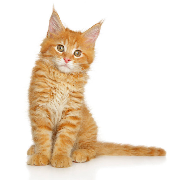 Portrait of a young Maine-coon kitten on a white background - 写真・画像