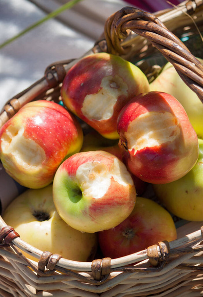 mordido manzanas en una canasta de mimbre en un día de verano en un claro
 - Foto, Imagen