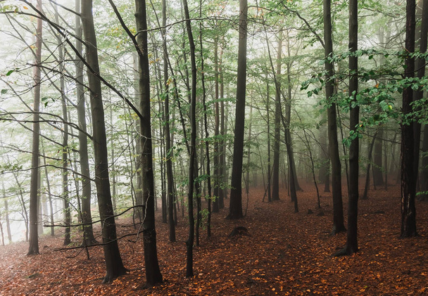 霧と曇りの秋の森の木々. - 写真・画像