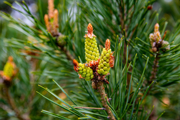 Young shoots and pine cones, green needles. Ladybug sits on pines cone. Spring day. Close-up image. - Photo, Image