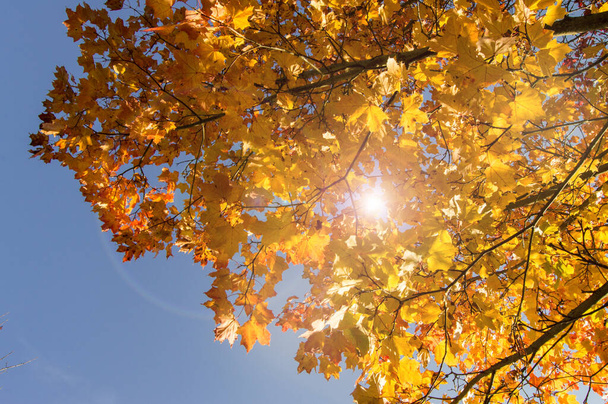 Herbstrote und gelbe Ahornblätter vor strahlend blauem Himmel, Sonnenlicht scheint durch die Blätter und Äste des Baumes. - Foto, Bild
